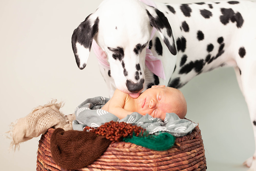 Dalmatian licks the face of newborn baby boy in a basket